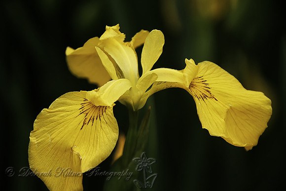 Yellow Iris