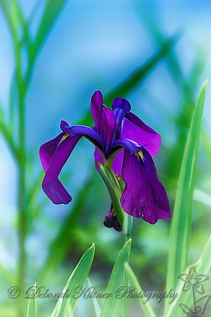 Purple Iris