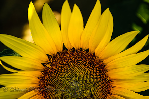 Upclose Sunflower