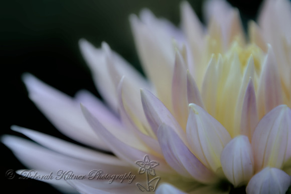 Dahlia Macro
