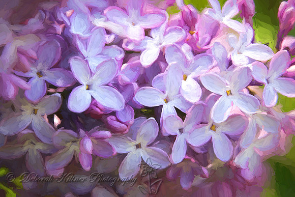 Painted Lilacs