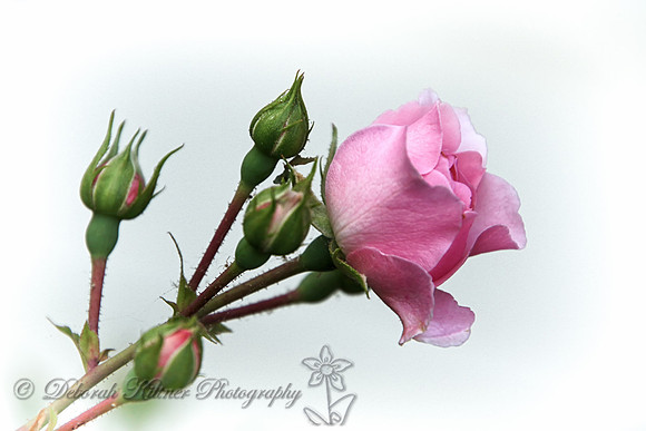 Delicate Pink Rosebuds