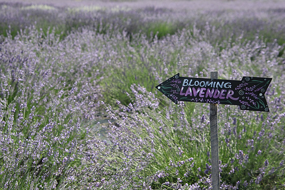 Blooming Lavender