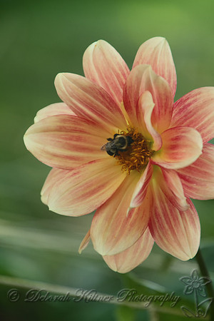 Bee on a Dahlia