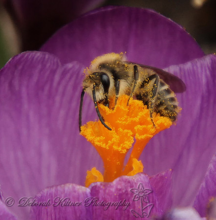 Busy Bee