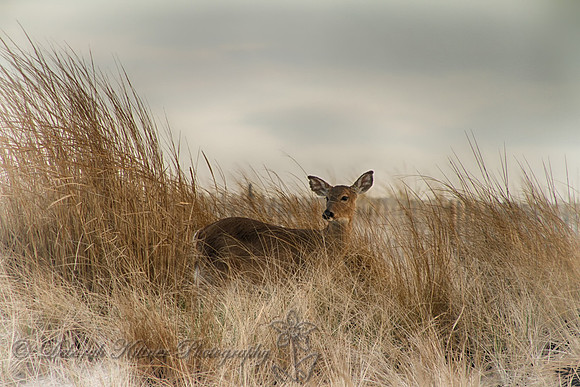 Beach Deer
