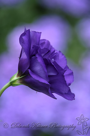 Lisianthus
