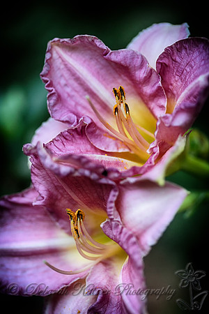 Dayliliy