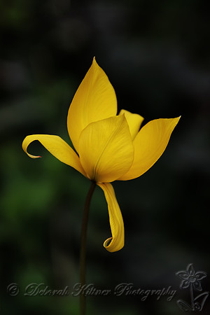 Yellow Flower