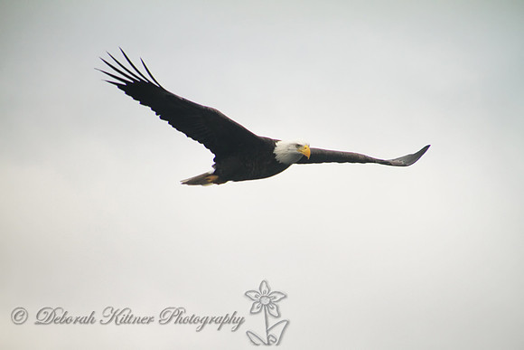 Eagle 3