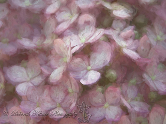 Hydrangea Impression Close Up